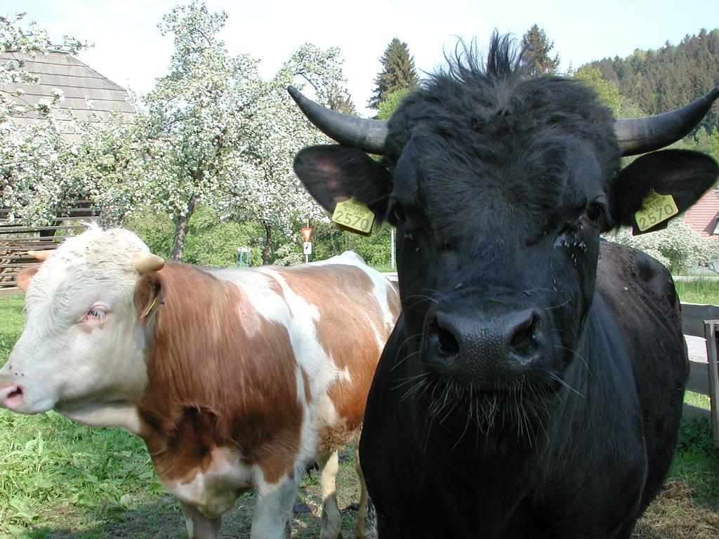 Farm Stay Rotovnik - Plesnik Slovenj Gradec Ngoại thất bức ảnh